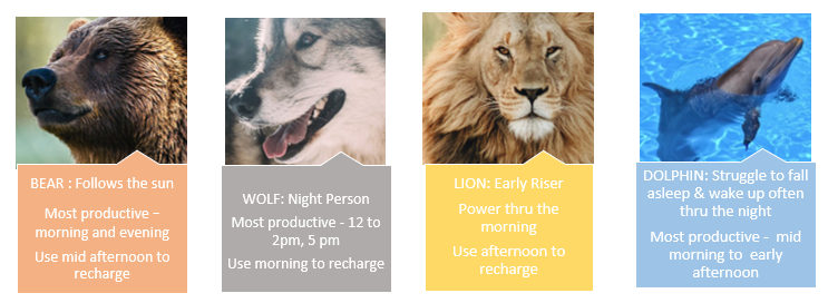 Bear, wolf, lion, and dolphin sleep and activity patterns inspire innovative sleep hacks for better rest.