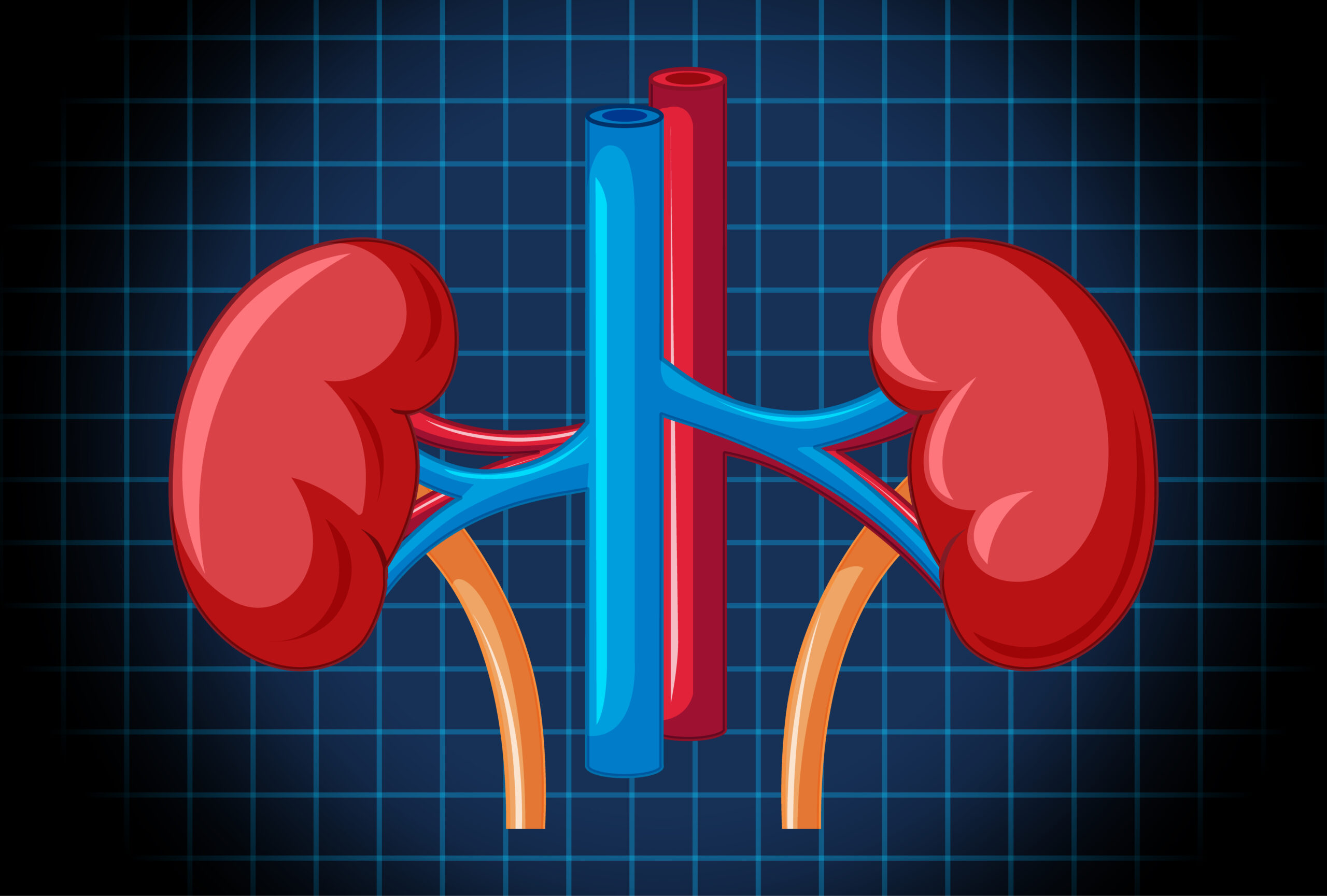 Vector image of Human internal organ with kidney illustration
