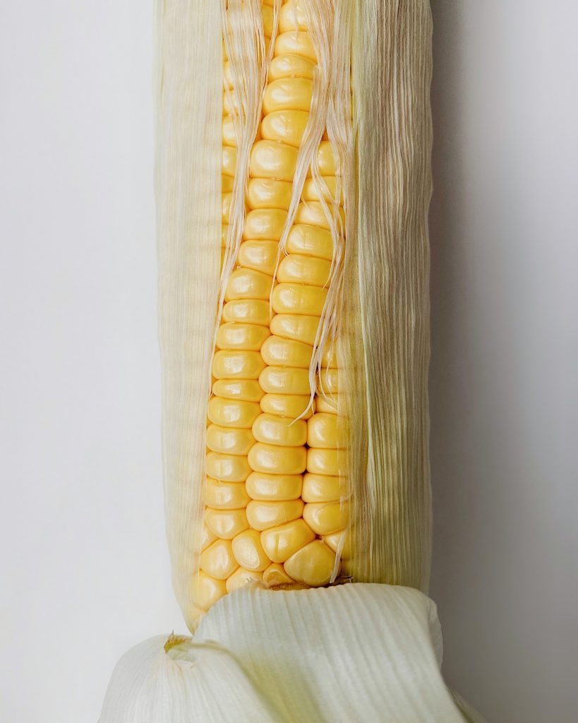 Close-up shot of partially peeled sweet corn, a rich source of protein.