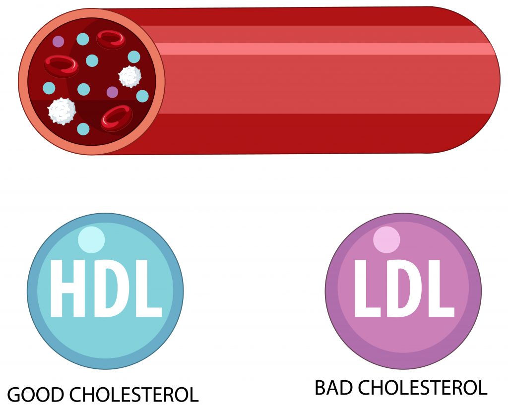 An illustration of a blood cell showing how LDL and HDL contribute to its composition.