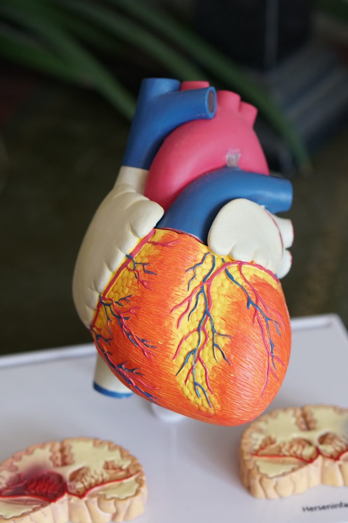 Close up shot of a heart model