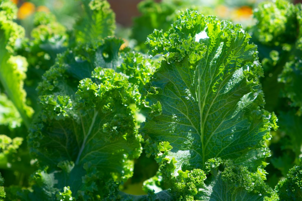 A photograph of farm-fresh kale, a super-rich source of Vitamin K, along with calcium and Vitamin D.
