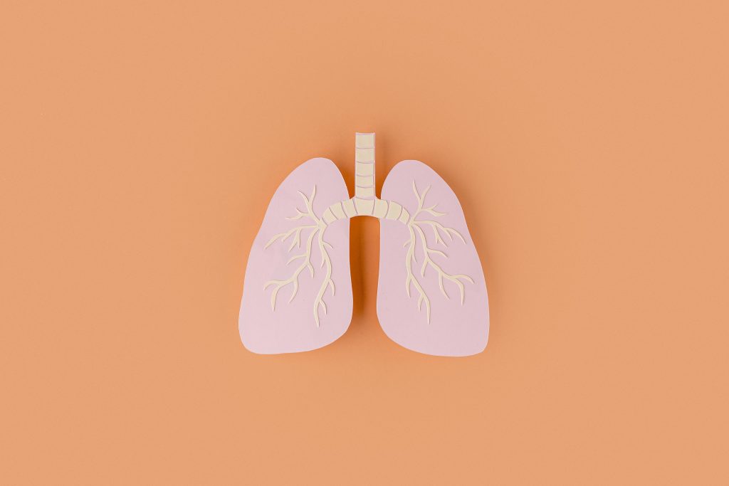 A 2D model of plastic lungs set against an orange background.