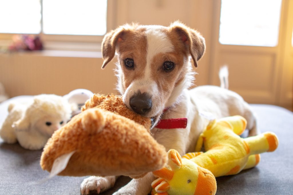 A pet dog playfully biting onto its toy.