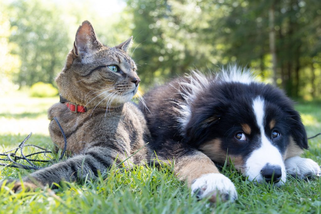 A candid shot of a cat and dog sitting together outdoors, sharing a peaceful moment of companionship.