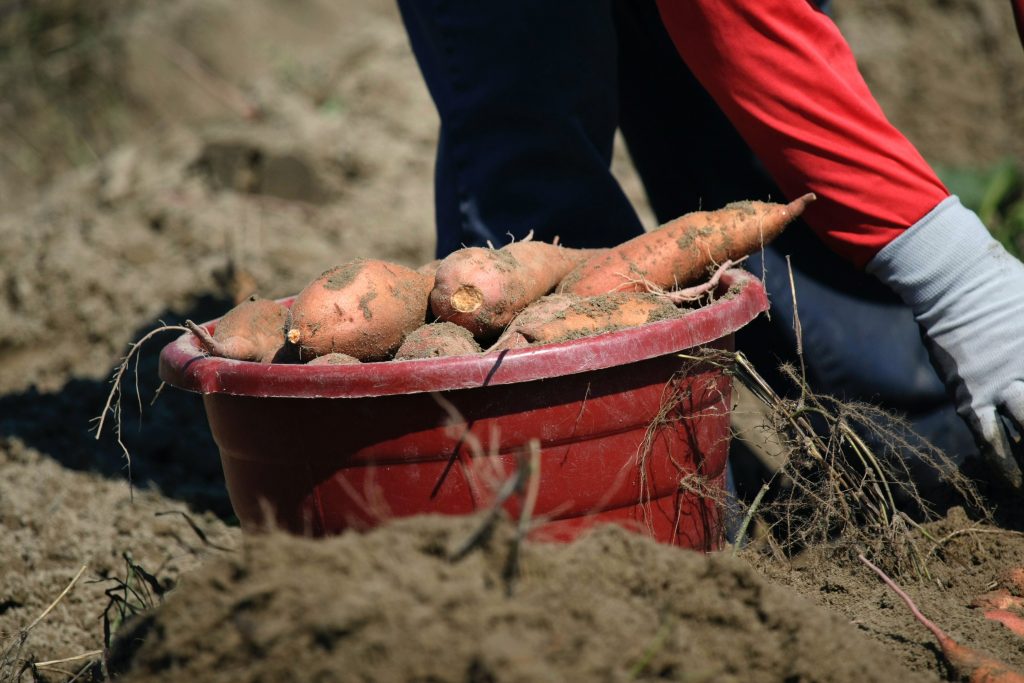 A close-up shot of freshly harvested sweet potatoes with soil still clinging to their roots.