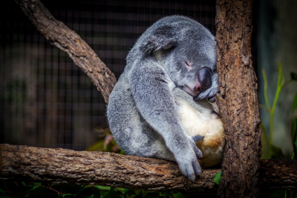 A cute tiny koala sitting on a branch, sleeping soundly.