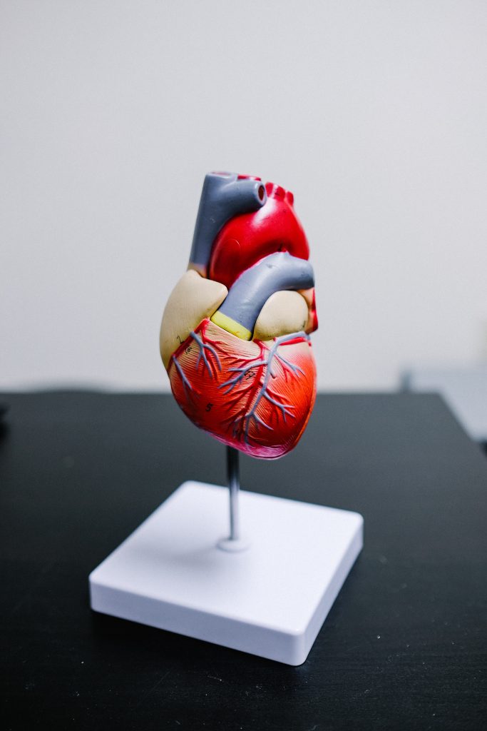A detailed model of a healthy heart, showcasing its structure.