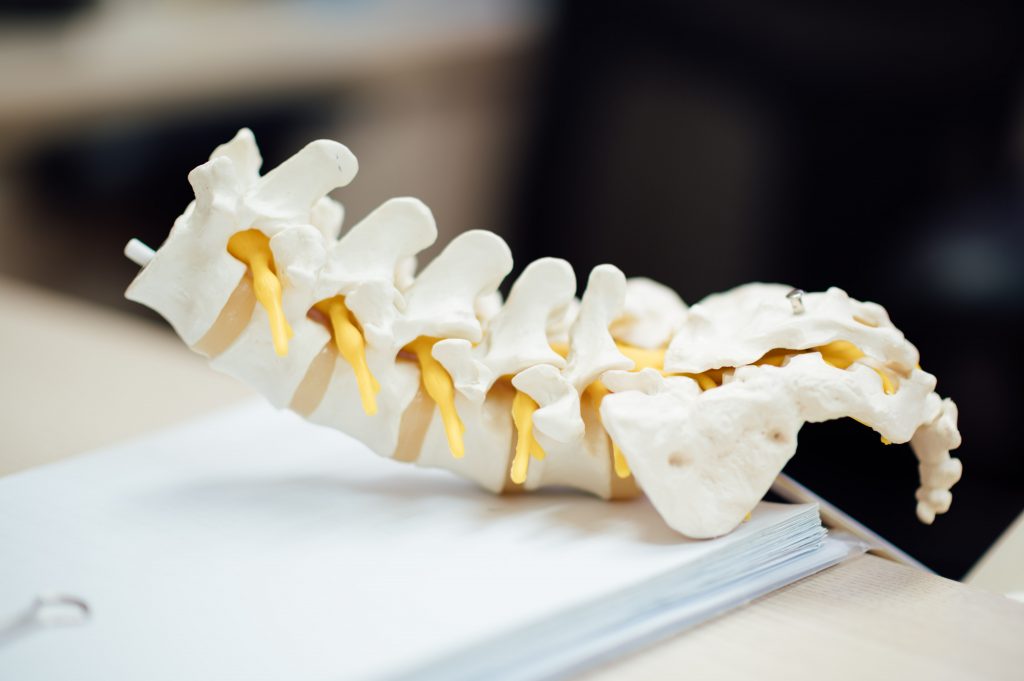 A close-up shot of a spine model placed over a pile of paper.