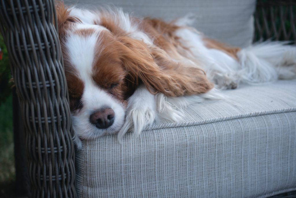 A fluffy dog sleeps peacefully on the couch, illustrating how blood pressure naturally lowers during sleep.