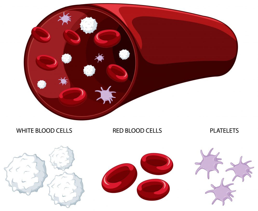 A cross-section of a blood vessel showing red blood cells, white blood cells, and platelets.