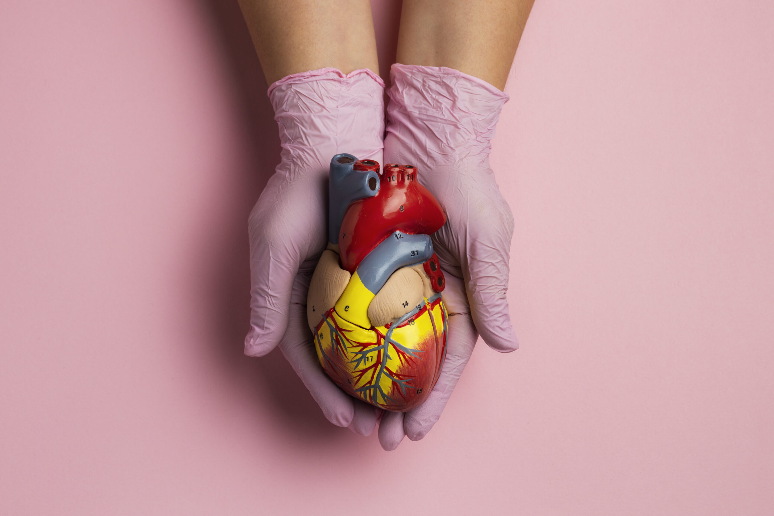 A person holding the anatomical model of a heart, symbolizing heart health and anatomy.
