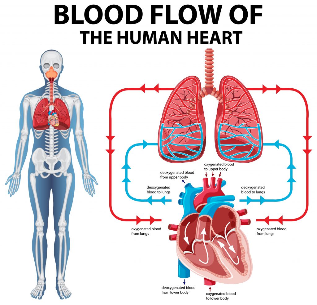 Visual of heart blood flow, linked to foods that support better circulation and overall heart health.