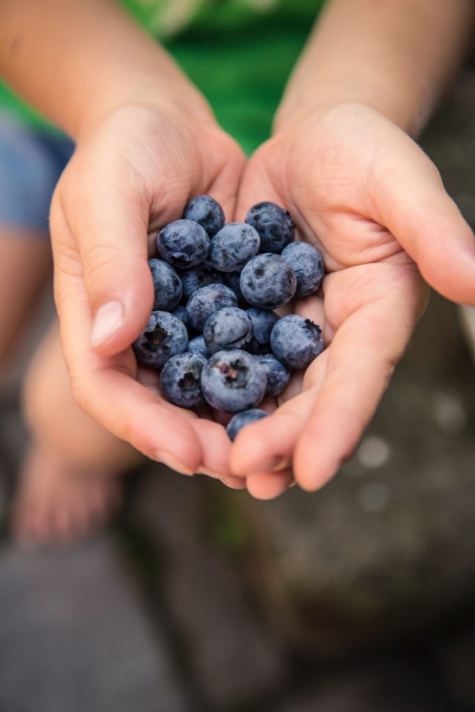 blueberries, known for their role in supporting heart health, held in hands.