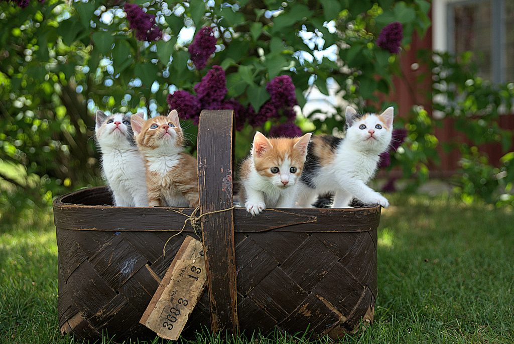 A candid image of adorable little kittens nestled in a basket, set against a serene garden backdrop.