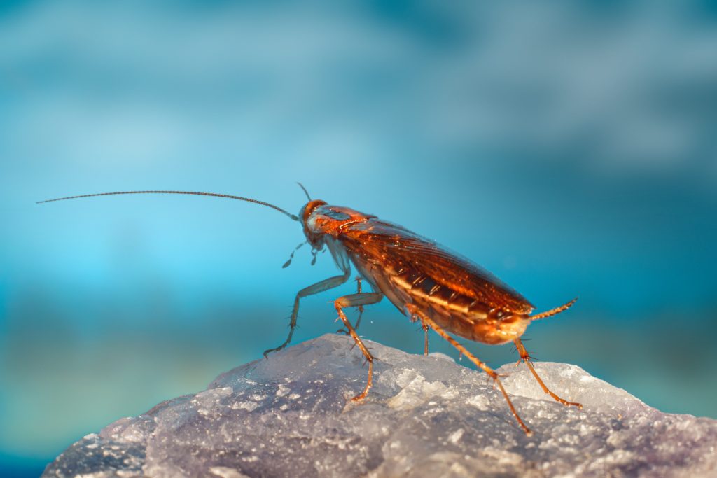 A close-up and focused view of a cockroach on a rock, a cause for allergies