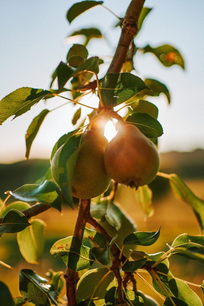 An aesthetic shot of a pair of pears hanging from a branch, capturing their natural beauty.