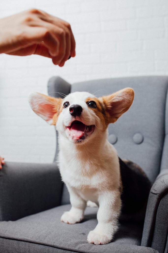 A little dog eagerly gazing at the food held by its owner, filled with anticipation.