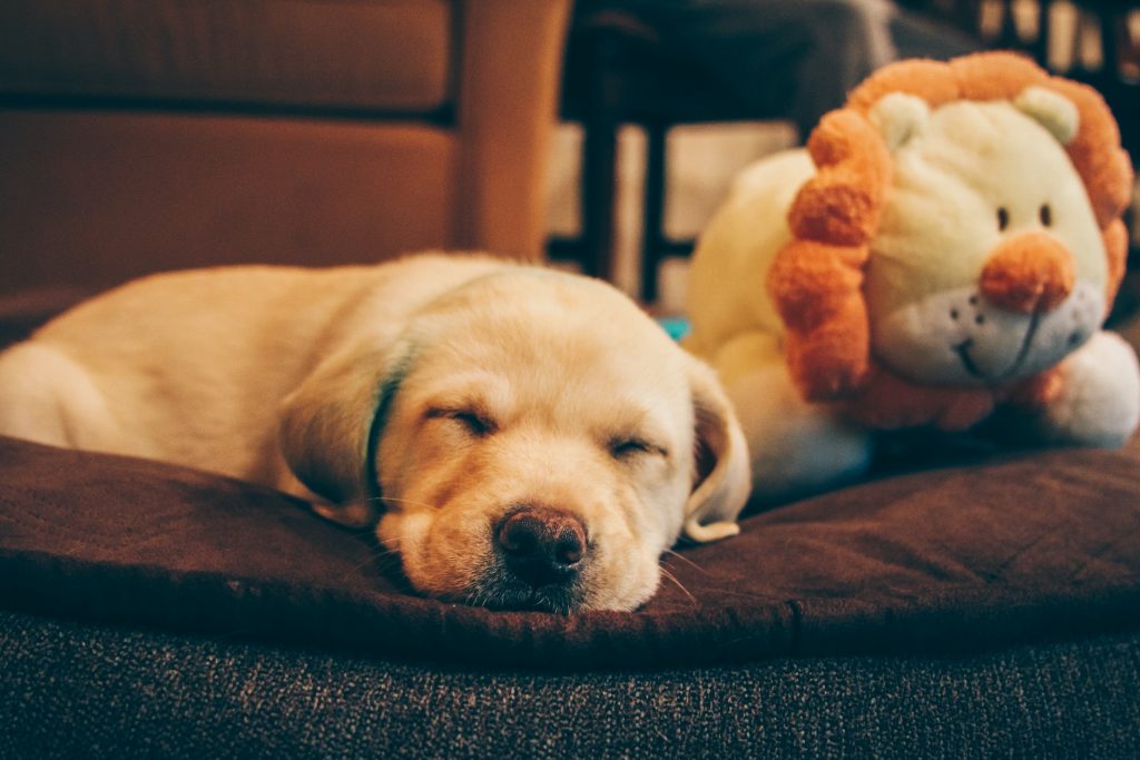 A puppy sleeping on a cushion next to a teddy bear, showing the importance of rest for energy and recovery.