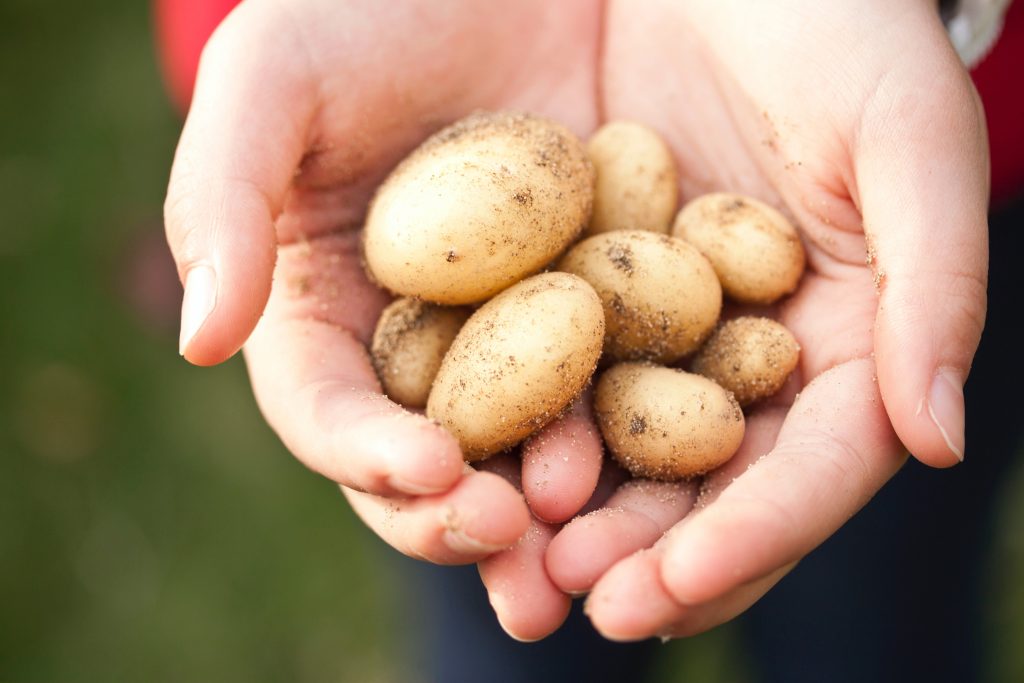 Hands gently holding unwashed potatoes, rich in nutrients essential for growth, healthy skin, and reducing fatigue.