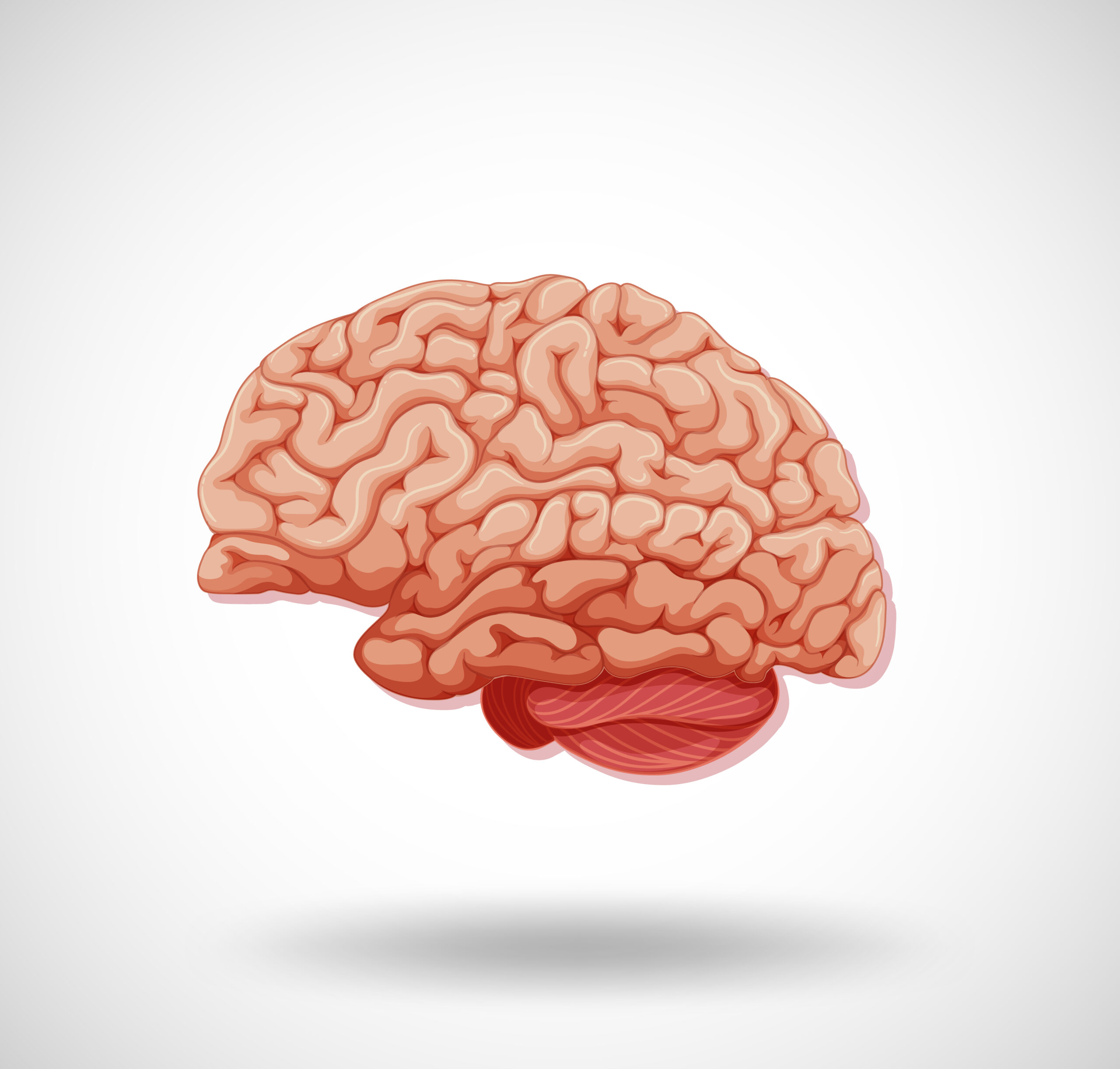 Brain illustration